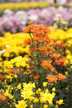 güzel papatya çiçek çiçeklenme