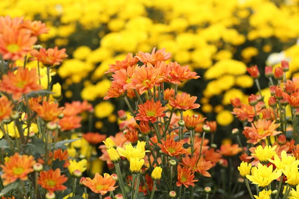 Bellissimo fiore di crisantemo in fiore — Foto Stock