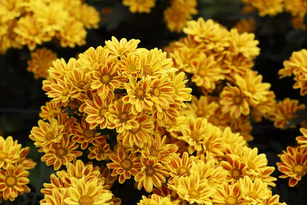 Hermosa flor de crisantemo floreciendo — Foto de Stock