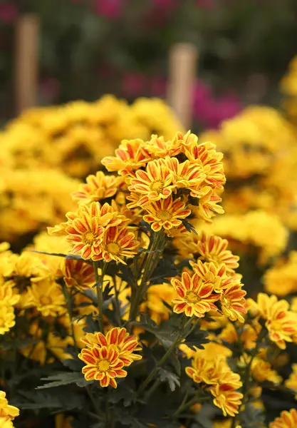 Vakre Chrysanthemum Blomst – stockfoto