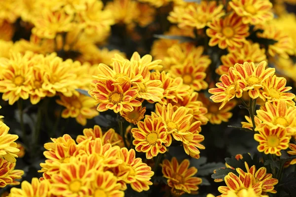 Beautiful Chrysanthemum flower blooming — Stock Photo, Image