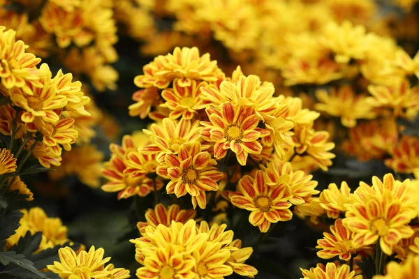 Beautiful Chrysanthemum flower blooming — Stock Photo, Image