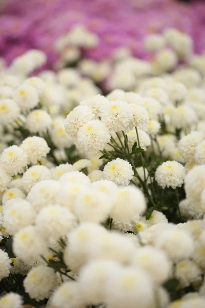 Hermosa flor de crisantemo floreciendo — Foto de Stock