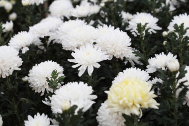 güzel papatya çiçek çiçeklenme