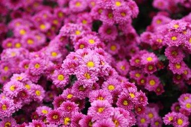 güzel papatya çiçek çiçeklenme