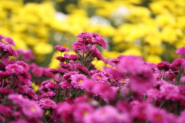 güzel papatya çiçek çiçeklenme