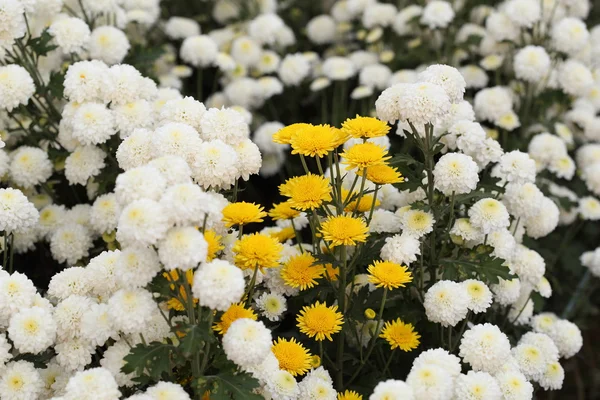 Vacker krysantemum blomma blommar — Stockfoto