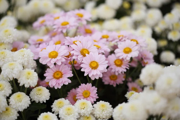 Vacker krysantemum blomma blommar — Stockfoto