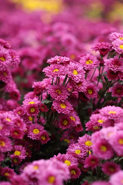 Beautiful Chrysanthemum flower blooming — Stock Photo, Image