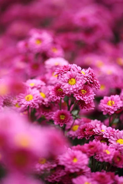 Beautiful Chrysanthemum flower blooming — Stock Photo, Image