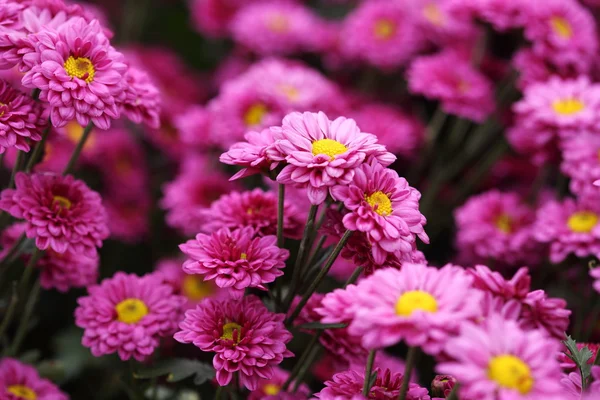 Beautiful Chrysanthemum flower blooming — Stock Photo, Image