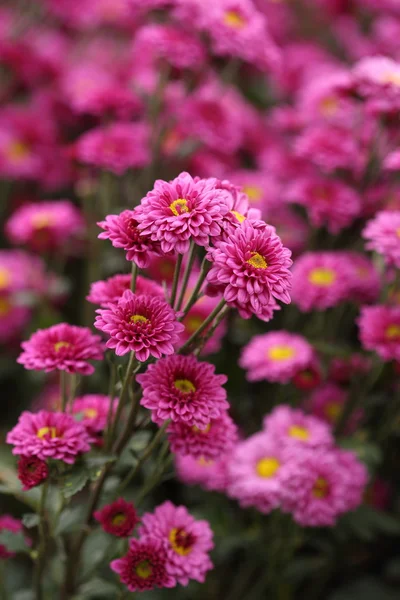 Beautiful Chrysanthemum flower blooming — Stock Photo, Image