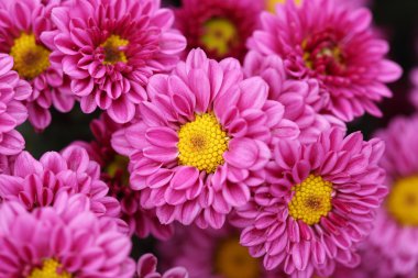 güzel papatya çiçek çiçeklenme