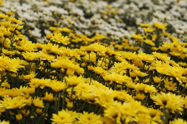 Bellissimo fiore di crisantemo in fiore — Foto Stock