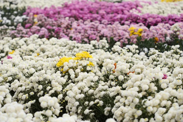 Güzel papatya çiçek çiçeklenme — Stok fotoğraf
