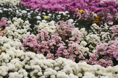 güzel papatya çiçek çiçeklenme