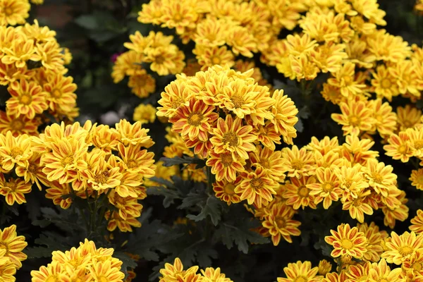 Schöne Chrysanthemenblüte — Stockfoto