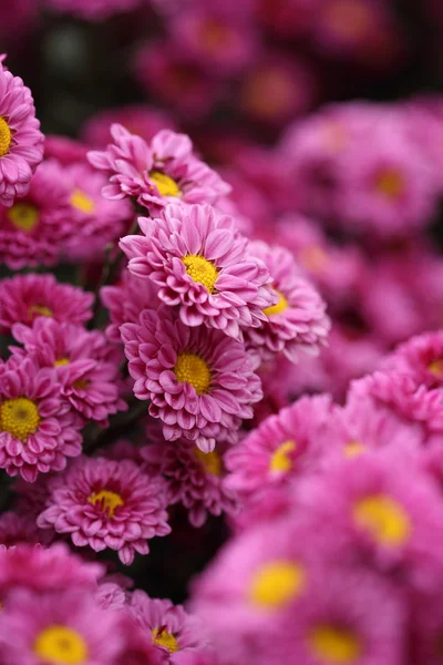 Vacker krysantemum blomma blommar — Stockfoto