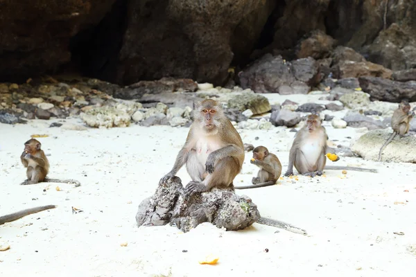 Playa de monos. Macaco come cangrejos en la isla Phi-Phi — Foto de Stock