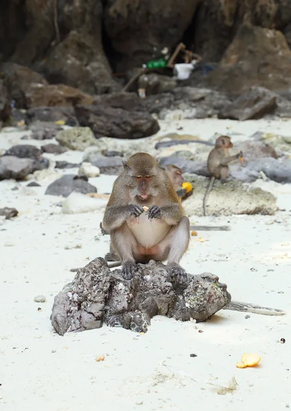 Playa de monos. Macaco come cangrejos en la isla Phi-Phi — Foto de Stock