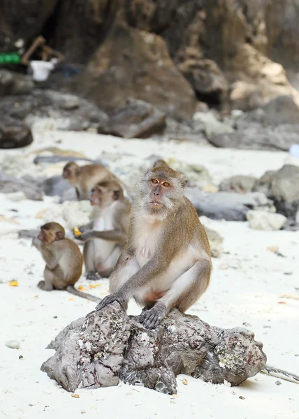 Playa de monos. Macaco come cangrejos en la isla Phi-Phi — Foto de Stock