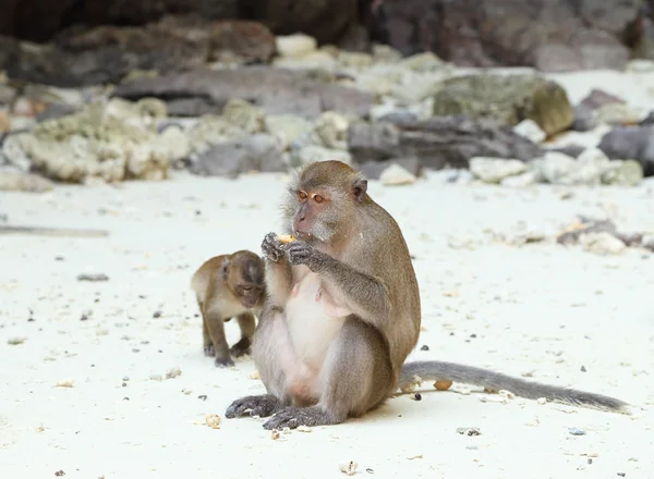 Playa de monos. Macaco come cangrejos en la isla Phi-Phi — Foto de Stock