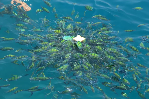 Nourrir les poissons dans une mer tropicale sur l'île de Phi Phi à Krabi — Photo