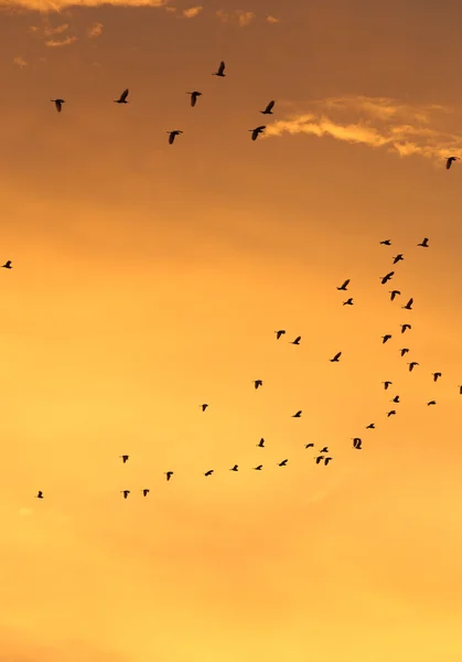 Silhouettes of flying birds with sunset sky and cloud — Stock Photo, Image