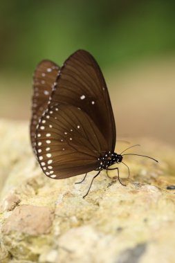 Ortak Hint karga kelebek (Euploea temel Lucus)
