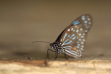 Koyu mavi kaplan (Tirumala septentrionis)