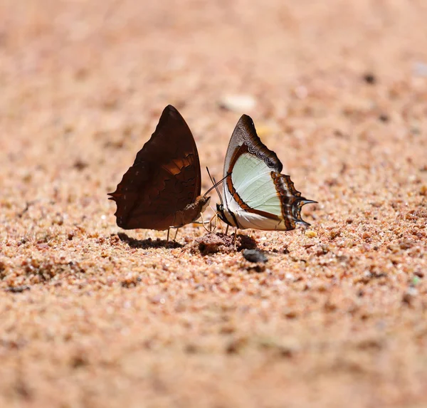 A borboleta de Nawab amarelo indiano — Fotografia de Stock