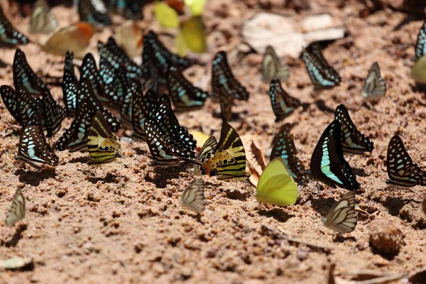 Группа бабочек на земле — стоковое фото