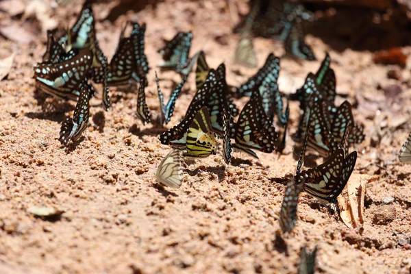 Kelebek yere grup — Stok fotoğraf