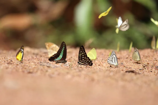 Grupo de mariposas en el suelo —  Fotos de Stock