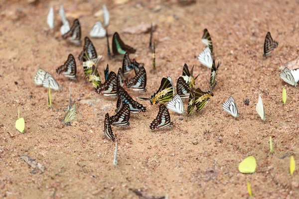 Skupina motýla na zemi — Stock fotografie