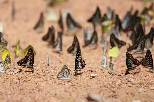 Gruppo di farfalle a terra — Foto Stock