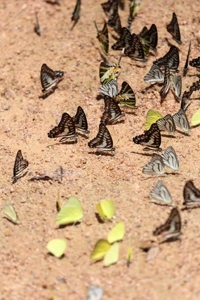 Groep van vlinder op de grond — Stockfoto