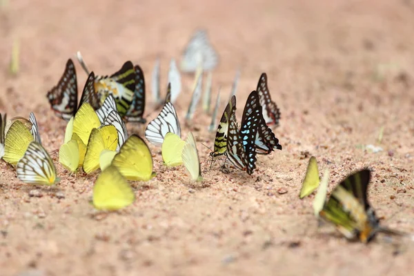 Kelebek yere grup — Stok fotoğraf