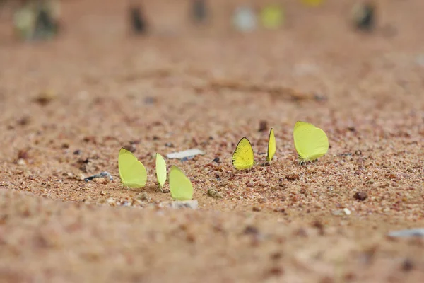 Kupu-kupu Rumput Kecil Kuning (Eurema brigitta) — Stok Foto