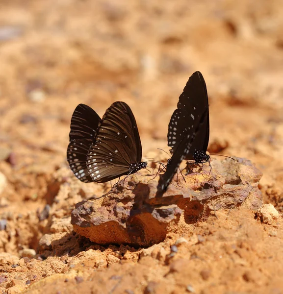 Gemensamma Indian Crow fjäril (Euploea core Lucus) — Stockfoto