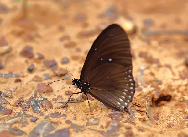 Common Indian Crow butterfly (Euploea core Lucus) — Stock Photo, Image