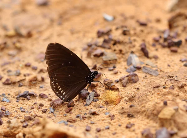 Обыкновенная индийская бабочка-ворона (ядра Евплоии Лукуса) ) — стоковое фото