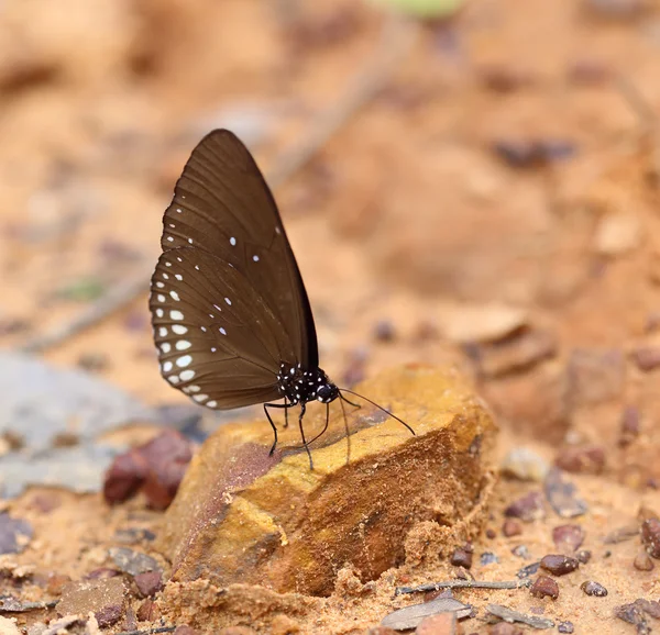 Common Indian Crow butterfly (Euploea core Lucus) — Stock Photo, Image