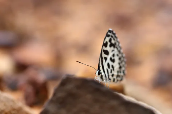 Pierrot comum (Castalius rosimon) borboleta — Fotografia de Stock