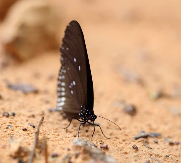 Common Indian Crow butterfly (Euploea core Lucus) — Stock Photo, Image