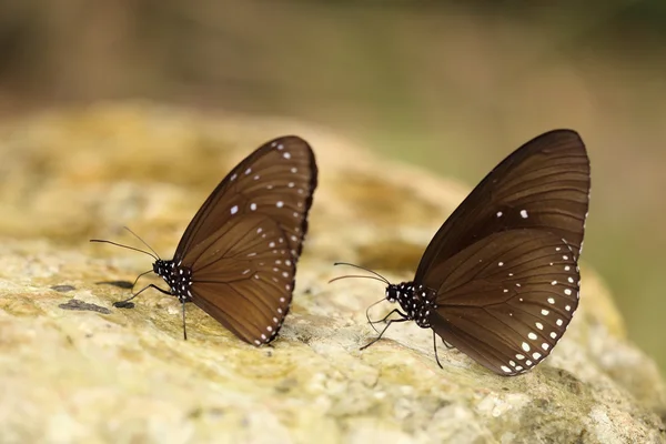 Common Indian Crow butterfly (Euploea core Lucus) — Stock Photo, Image