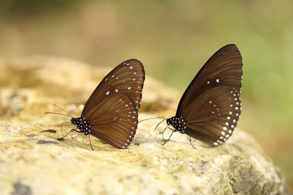 Common Indian Crow butterfly (Euploea core Lucus) — Stock Photo, Image