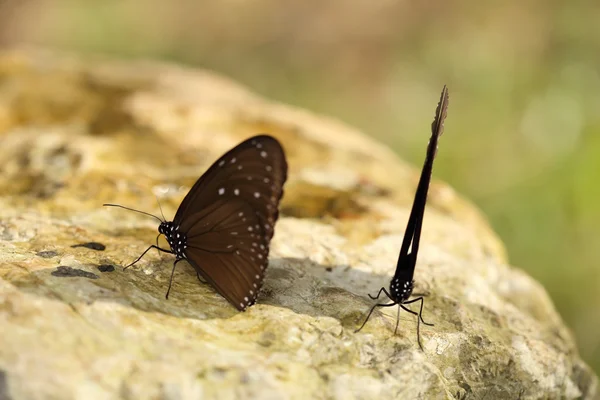 Mariposa común del cuervo indio (Euploea core Lucus ) — Foto de Stock