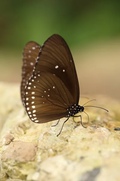 Common Indian Crow butterfly (Euploea core Lucus) — Stock Photo, Image