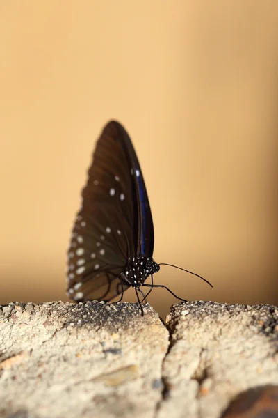 Mariposa común del cuervo indio (Euploea core Lucus ) — Foto de Stock